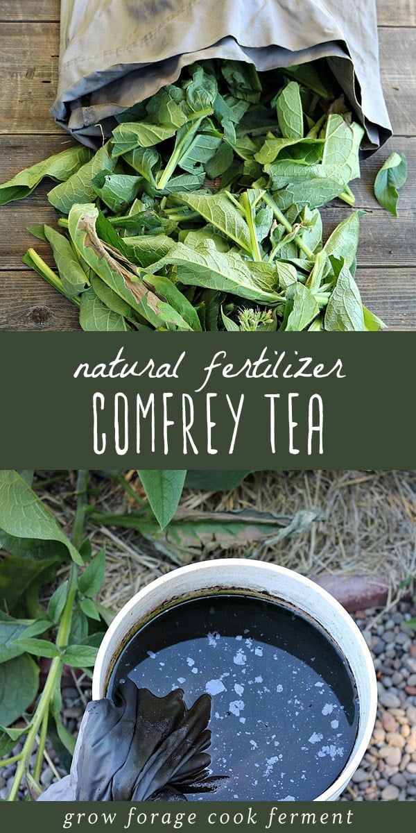 Learn how to make comfrey tea for use as a homemade natural fertilizer in your garden. It's easy to make and provides nutrients for your plants! #fertilizer #gardening