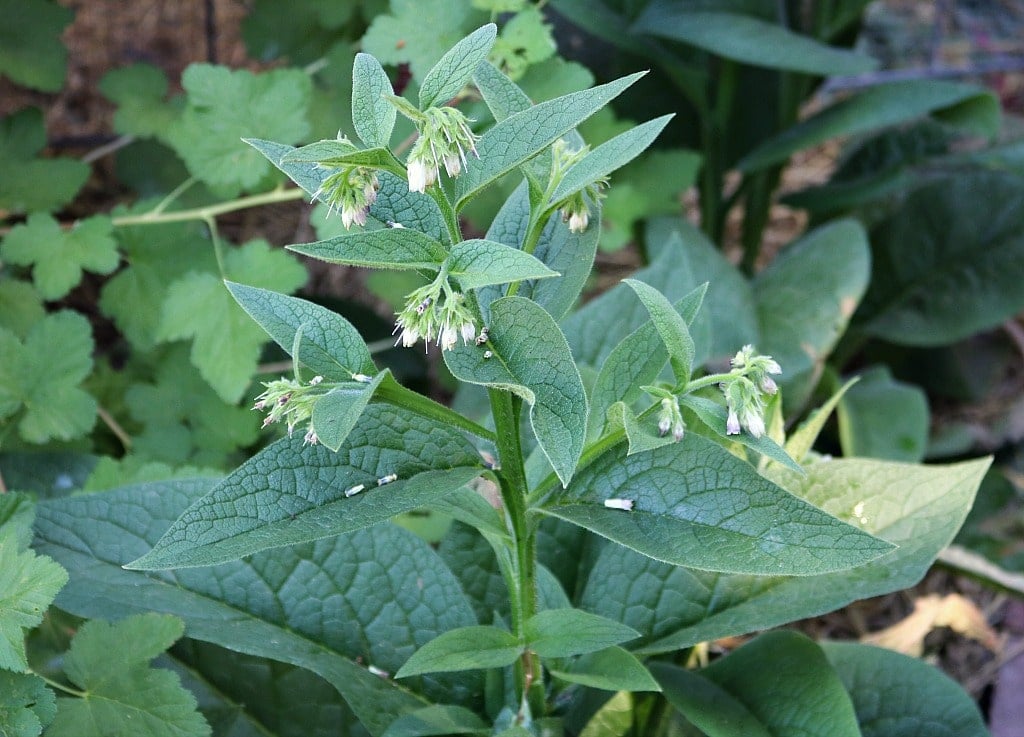 Comfrey Salve Healing Herbal Recipe