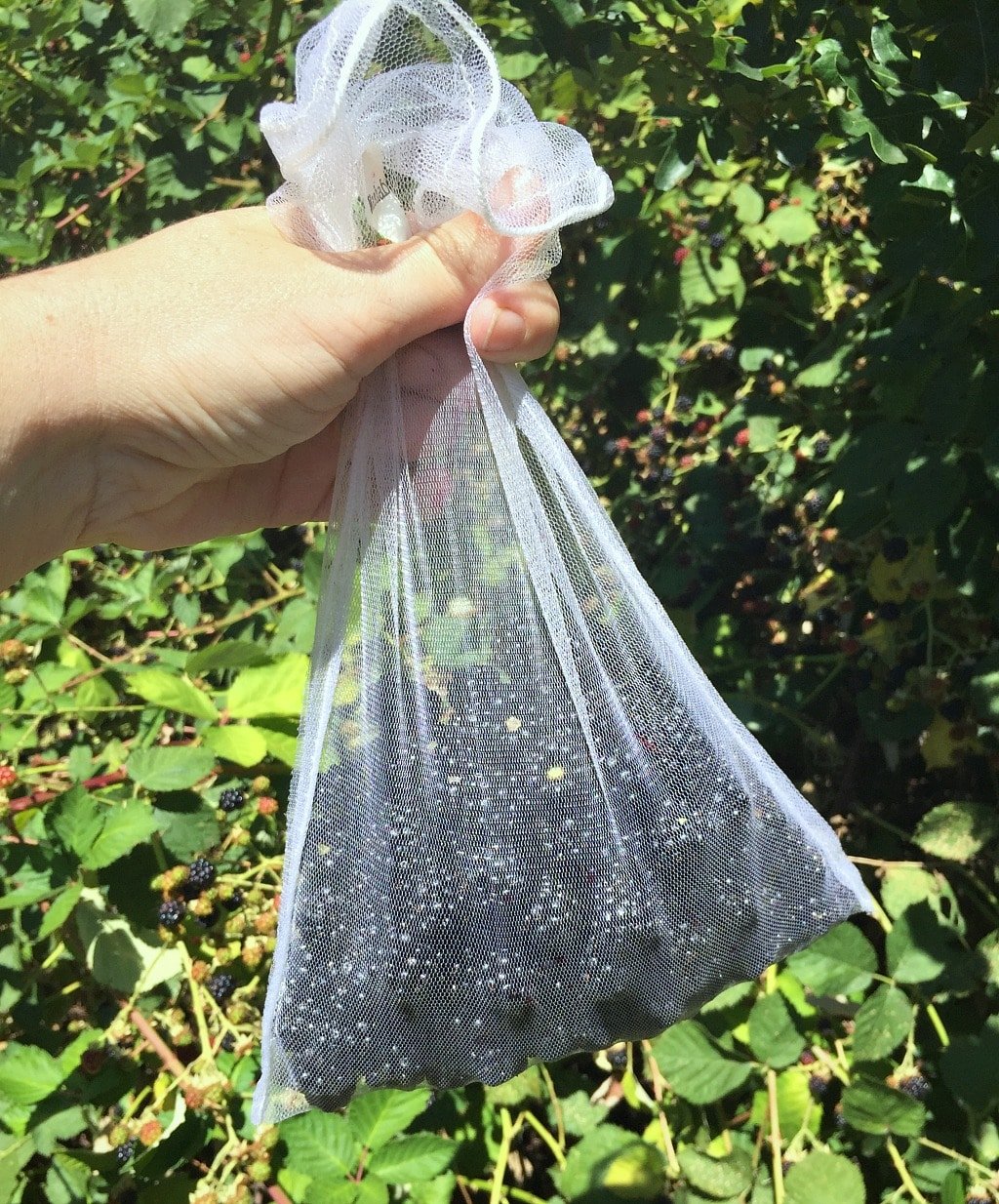 a mesh bag of foraged blackberries