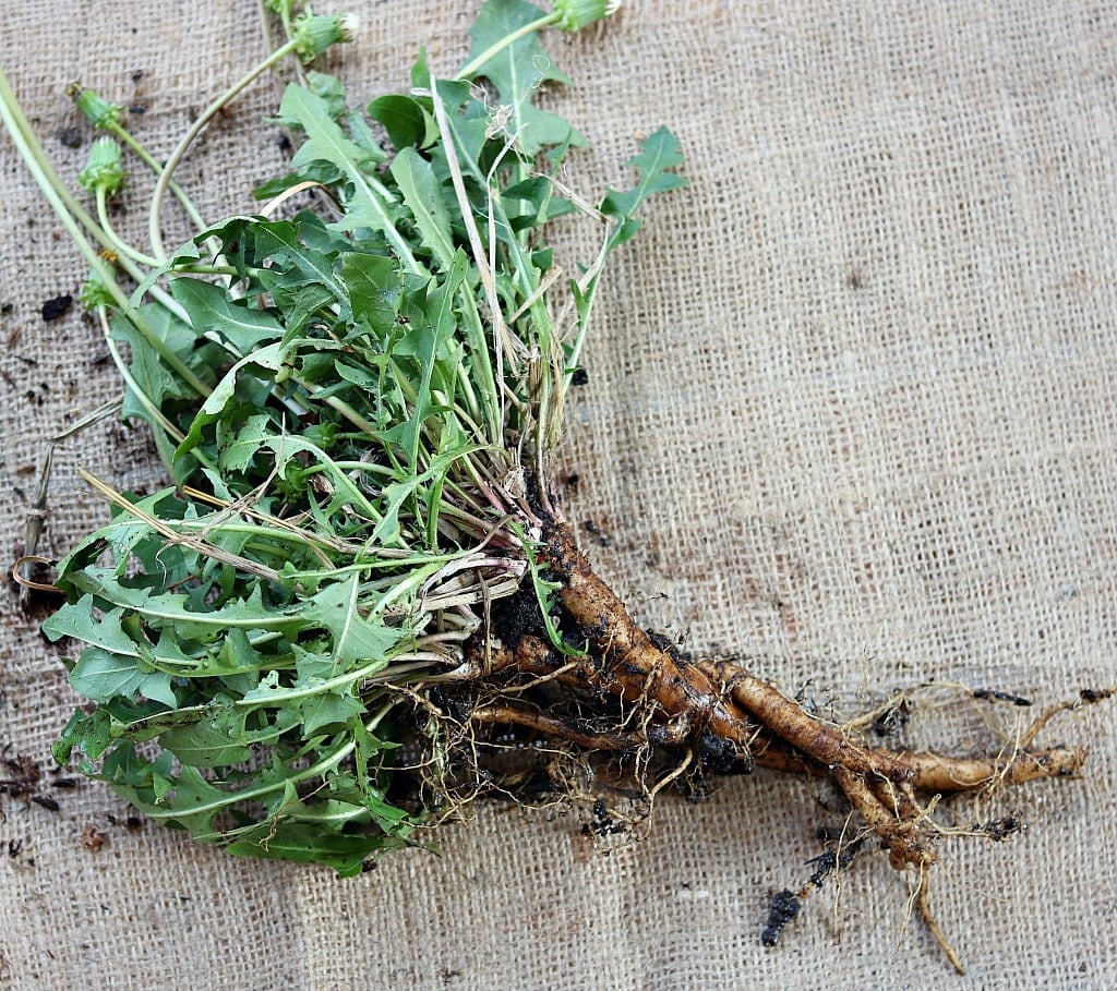 dandelion roots with leaves on a burlap cloth