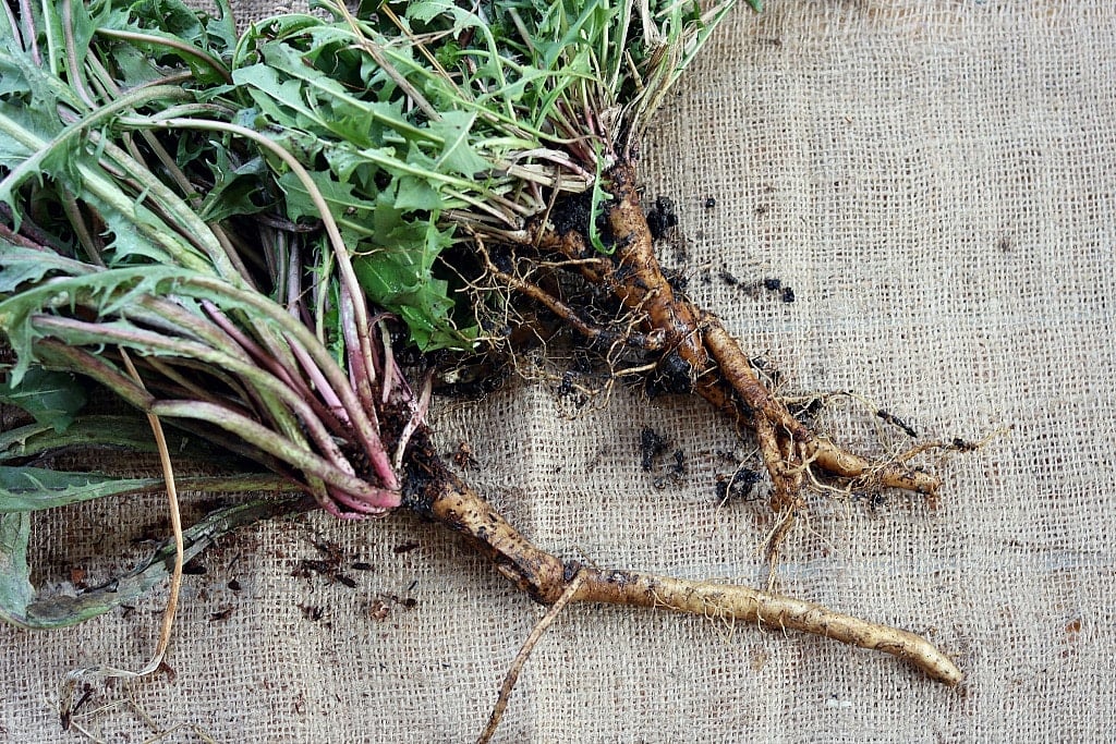 two large dandelion roots on a burlap cloth