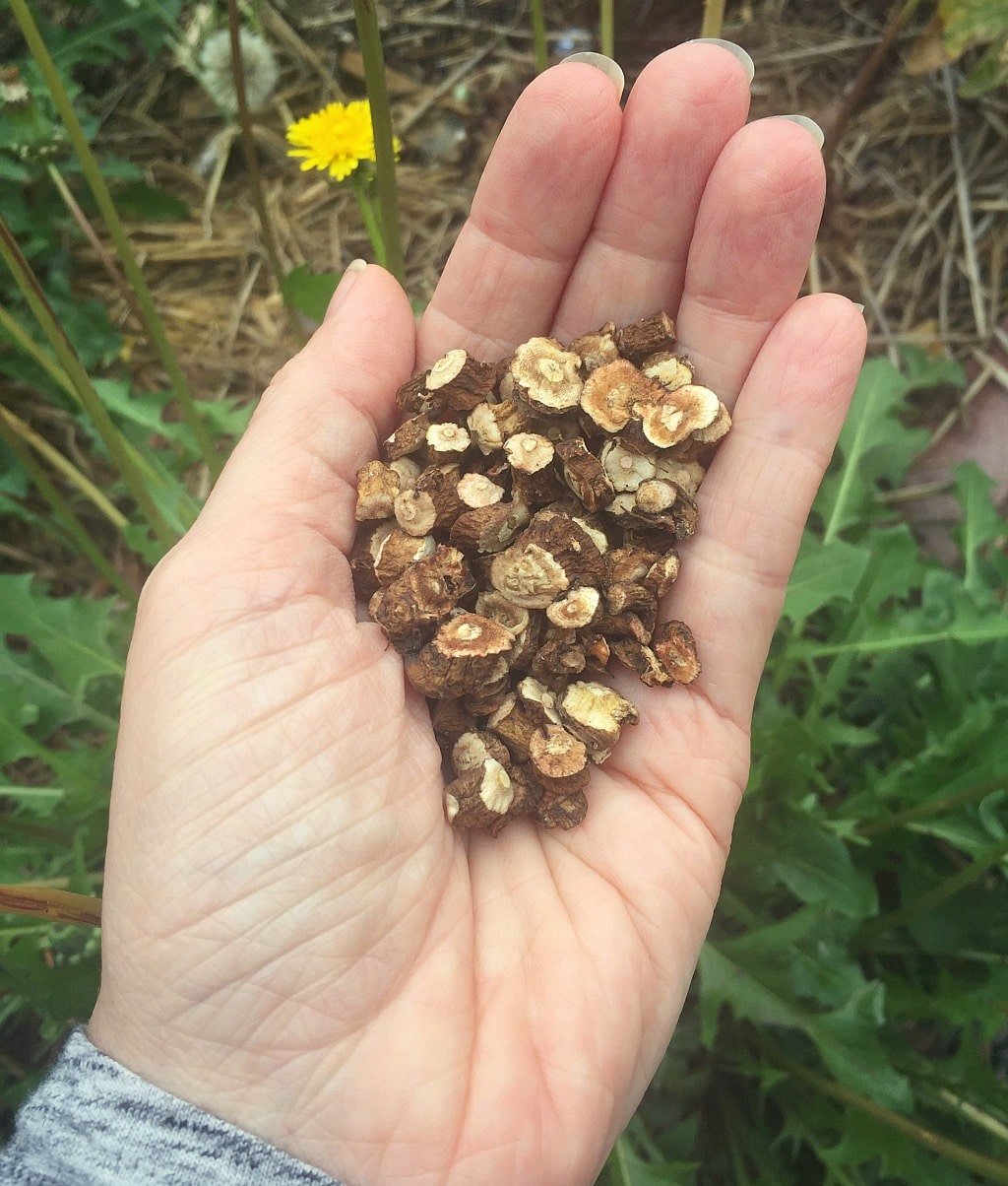 a hand holding dried dandelion root pieces