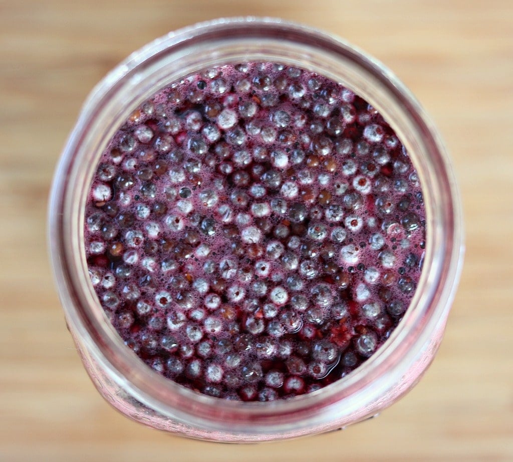 making the elderberry wild yeast starter