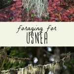 A woman holding usnea, and usnea lichen growing in a forest.