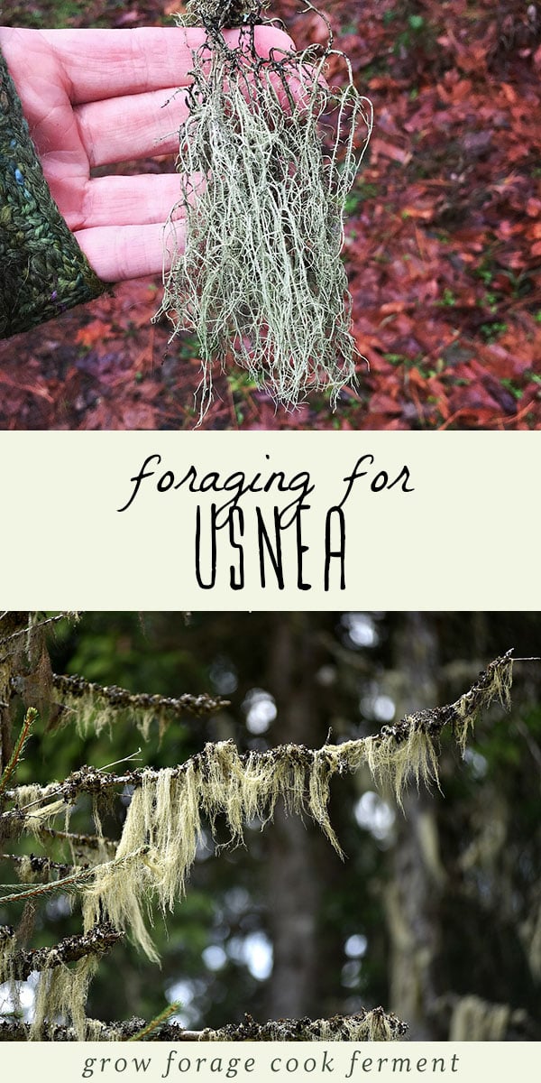 Usnea, also known as Old Man's Beard, is an amazing medicinal lichen that you can forage for in the winter! While usnea isn't edible, it is a powerful herbal remedy best used in tincture form. It's commonly used as an immune tonic, and has antibiotic and antiviral properties, as well as wound healing benefits. Learn how to identity and forage for usnea in a sustainable way, and how to integrate it into your herbal medicine practice. #usnea #forage #foraging #winter #herbalism #herbalmedicine
