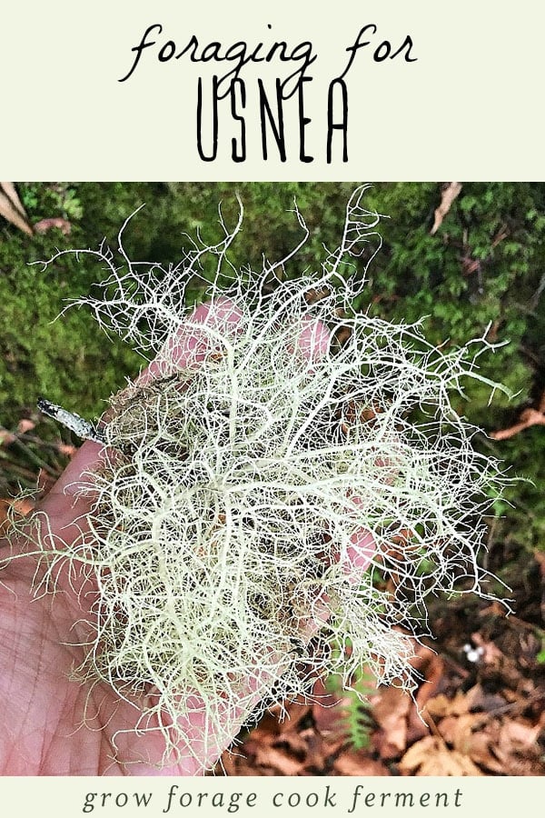 Usnea, also known as Old Man's Beard, is an amazing medicinal lichen that you can forage for in the winter! Usnea is a powerful herbal remedy best used in tincture form. It's commonly used as an immune tonic, and has antibiotic and antiviral properties, as well as wound healing benefits. Learn how to identity and forage for usnea in a sustainable way, and how to integrate it into your herbal medicine practice. A woman holding freshly foraged usnea.