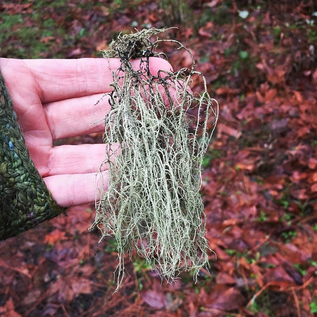a hand holding usnea lichen foraged from the forest floor
