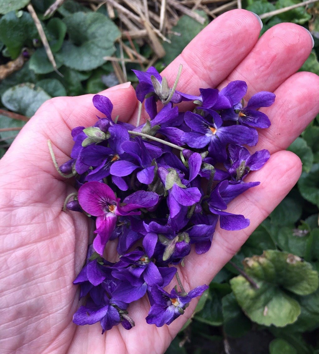 a hand holding freshly harvested wild violet flowers