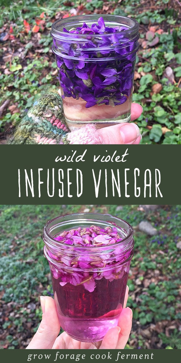 When your yard is full of wild violet flowers in the spring, pick a handful and make this wild violet infused vinegar! This gorgeous purple wild violet flower infused vinegar is perfect to use in salad dressings, drinks, and medicinally as well. #infusions #wildcrafting
