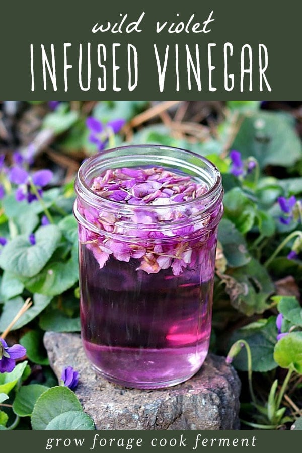 A jar of wild violet flower infused vinegar.