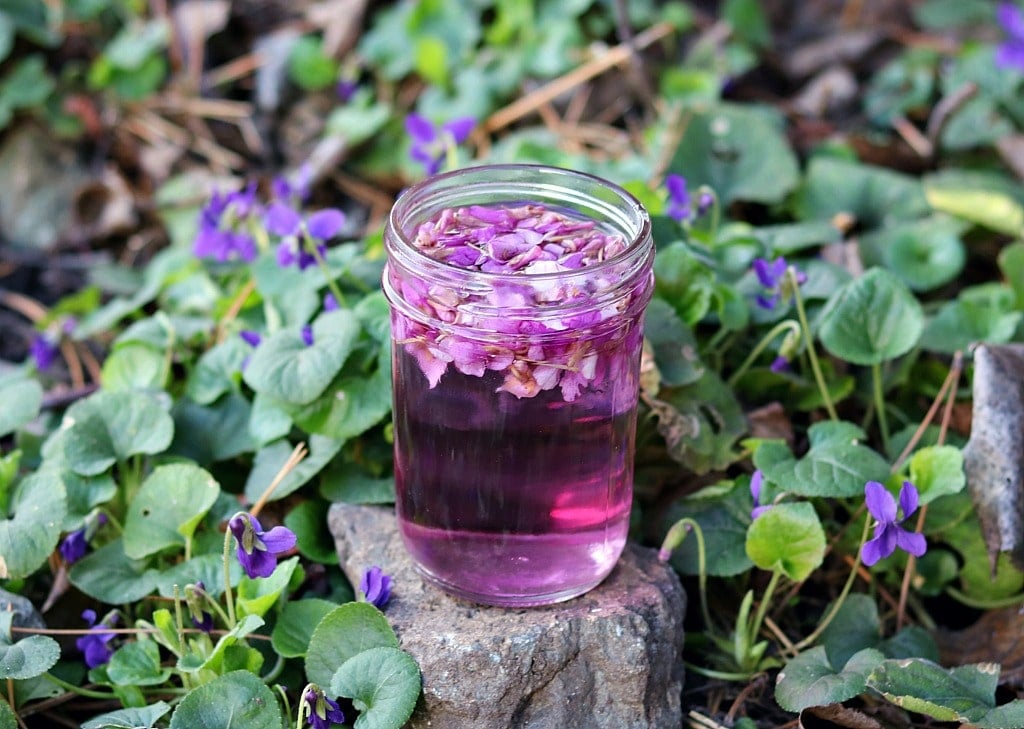 When your yard is full of wild violet flowers in the spring, pick a handful and make this wild violet infused vinegar! This gorgeous purple wild violet flower infused vinegar is perfect to use in salad dressings, drinks, and medicinally as well. a jar of violet infused vinegar on a rock with violet flowers