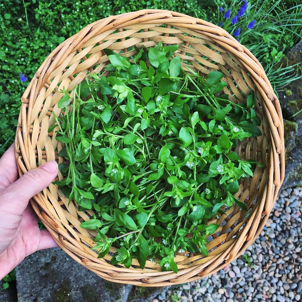Basket of foraged chickweed greens