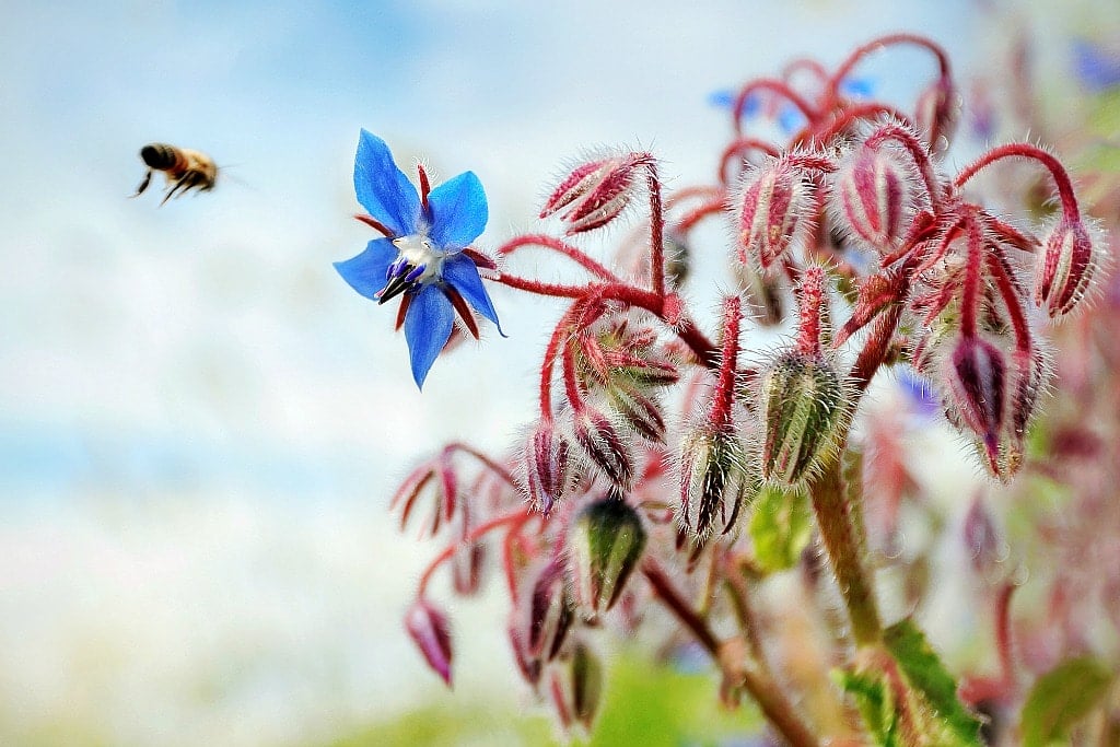 Honey bee flying towards a blue borage flower