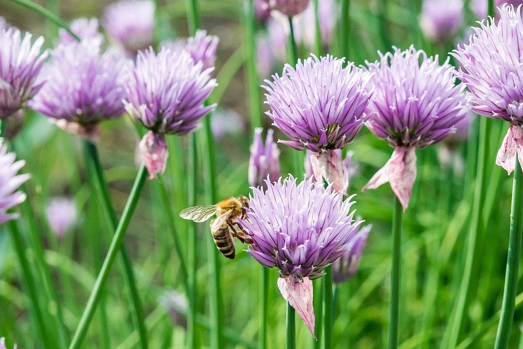 Chives are a wonderful culinary herb, but they also have many other benefits in the garden and in the kitchen. Learn about ten different benefits of growing chives and why you should have them in your herb garden! honey bee on a chive flower