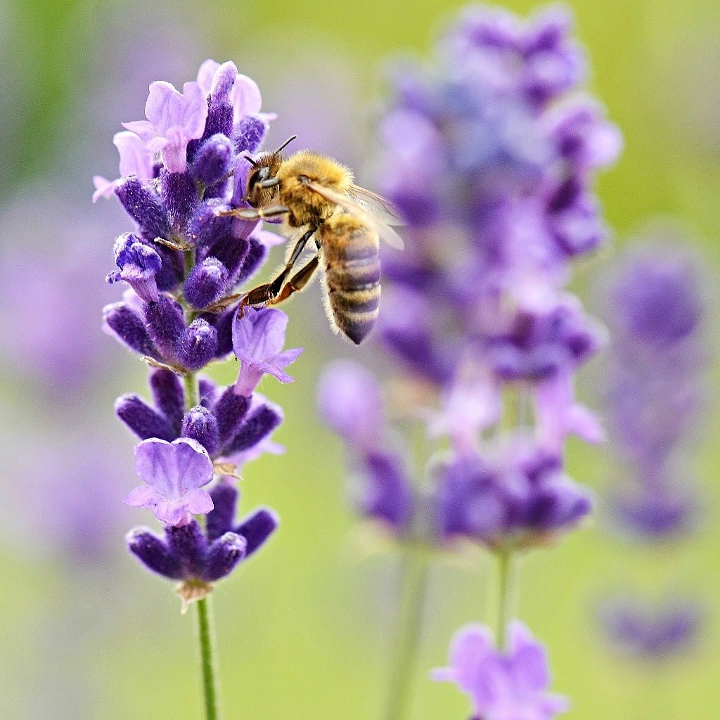 A lavender flower with a bee on it, close up. 