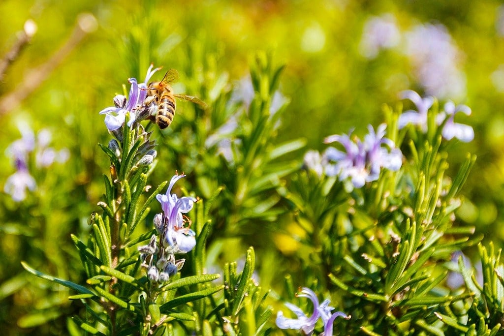 a bee on a rosemary flower