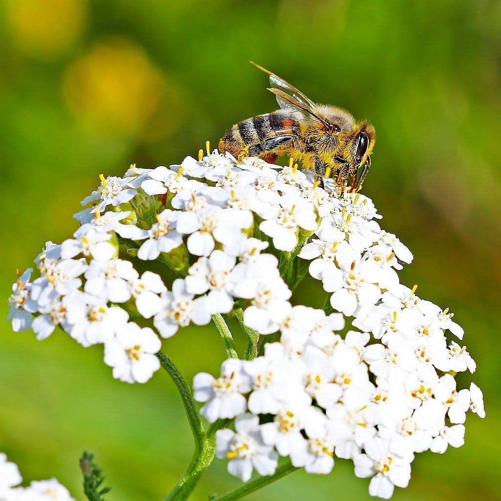 a bee sitting on top of a white yarrow flower
