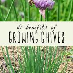 A chive plant with and without blooming flowers.