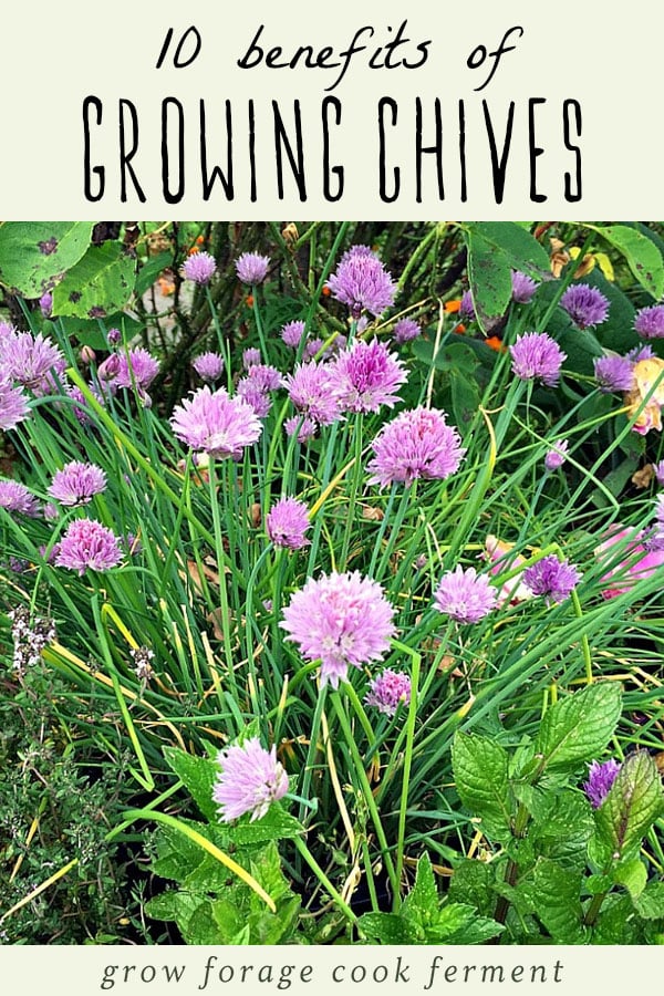 Chives are a wonderful culinary herb, but they also have many other benefits in the garden and in the kitchen. Learn about ten different benefits of growing chives and why you should have them in your herb garden! #herbs #gardening Chives growing in a garden with chive flowers.