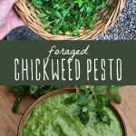 A basket of foraged chickweed, and a bowl fo chickweed pesto.