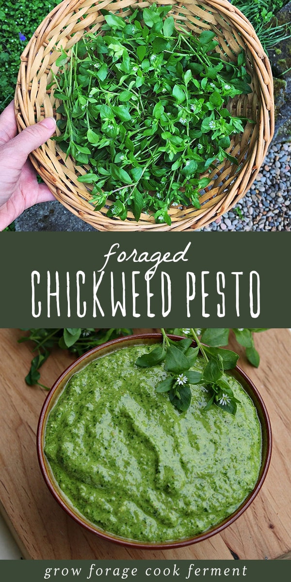 Chickweed is a very nutritious wild green weed and pesto is a delicious way to enjoy it! Go foraging for some chickweed this spring, and then make this amazing supergreen chickweed pesto recipe. #pesto #foragedfood