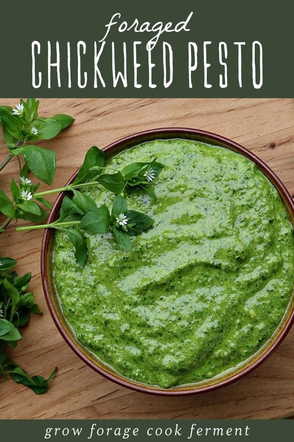 A bowl of foraged chickweed pesto on a wood cutting board.