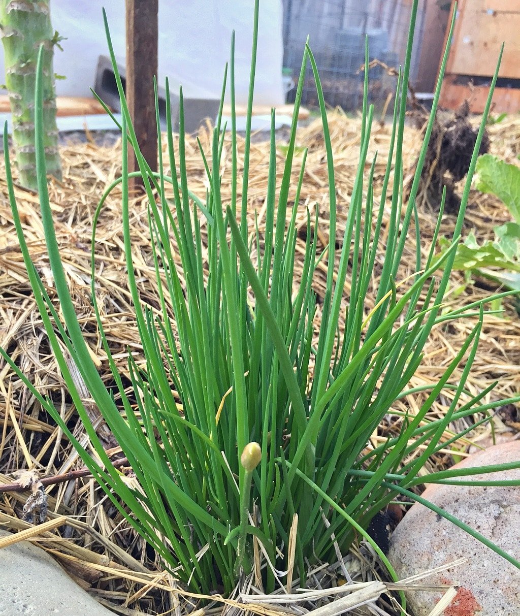 Chives are a wonderful culinary herb, but they also have many other benefits in the garden and in the kitchen. Learn about ten different benefits of growing chives and why you should have them in your herb garden! bunch of chives growing in the garden