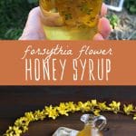 A jar of forsythia flowers infusing in honey, and a glass jug of forsythia flower honey syrup.