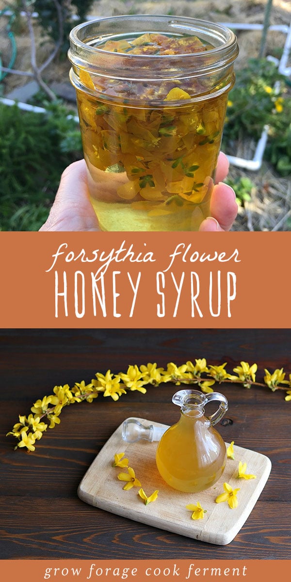 The blooming bright yellow flowers of the forsythia shrub is one of the first signs of spring, but not everyone knows that the blossoms are edible! Make this forsythia syrup with honey for a delicious spring treat. #forage #edibleflowers