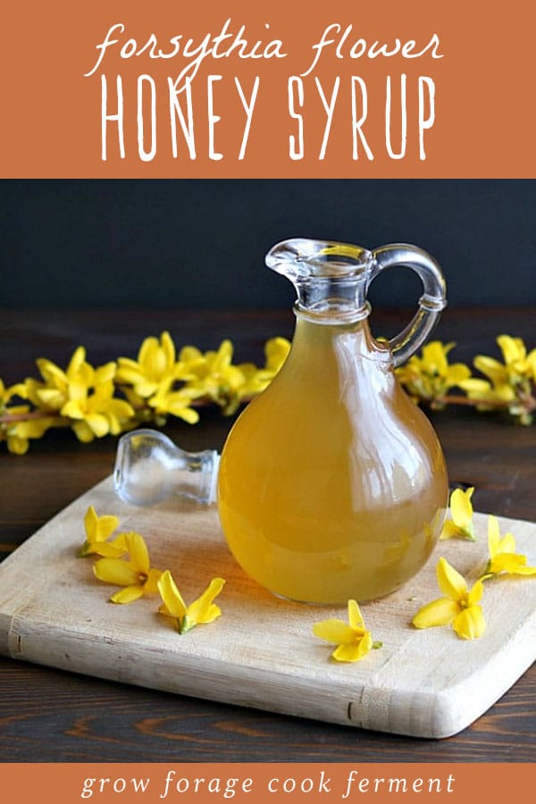 A glass jug of forsythia honey syrup surrounded by fresh forsythia flowers.