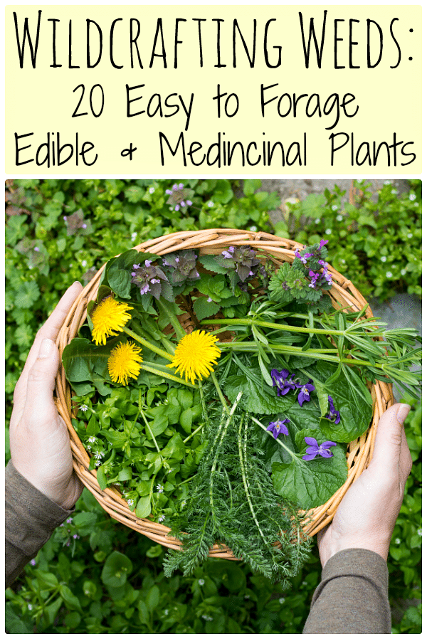 Learn how to identify and use common wild edible weeds that might be growing in your backyard with this eBook: Wildcrafting Weeds: 20 Easy to Forage Edible and Medicinal Weeds.