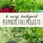 Backyard permaculture projects - potted plants, and outdoor fountain.