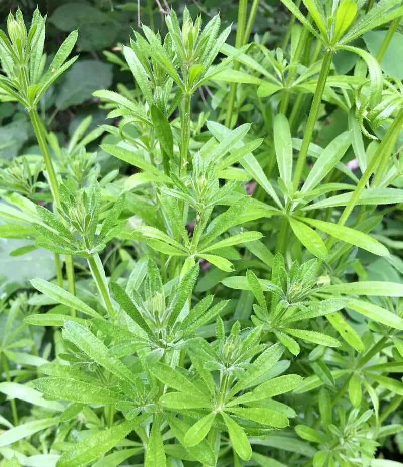 A patch of cleavers. 