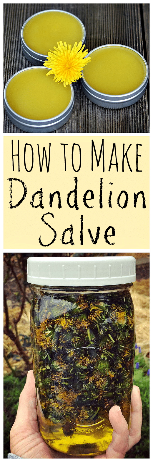 When dandelions are blooming make this healing dandelion salve recipe using foraged dandelions!