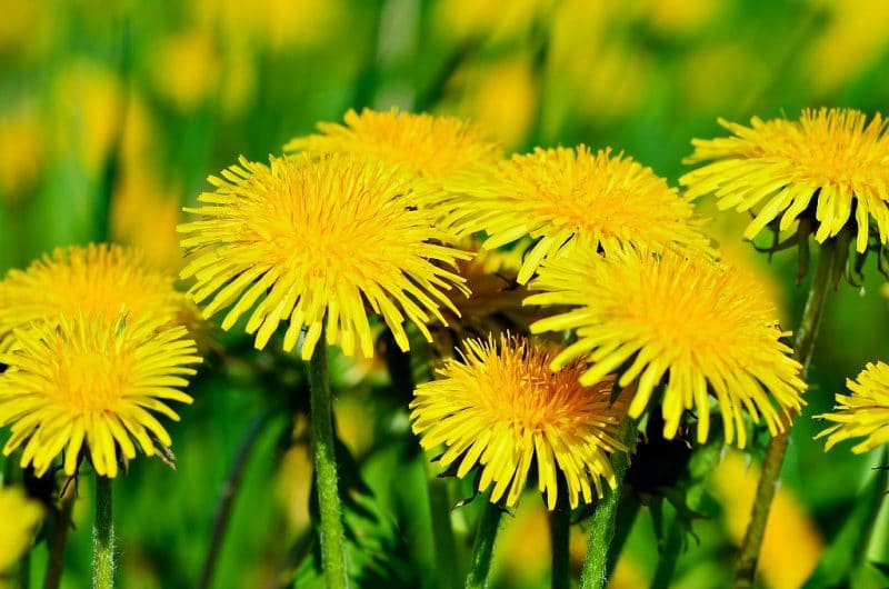 dandelion flowers