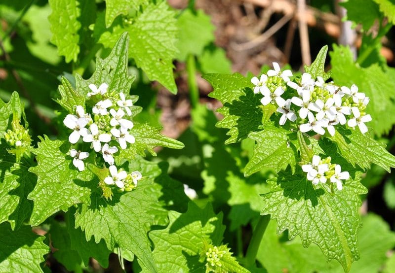 garlic mustard with white flowers