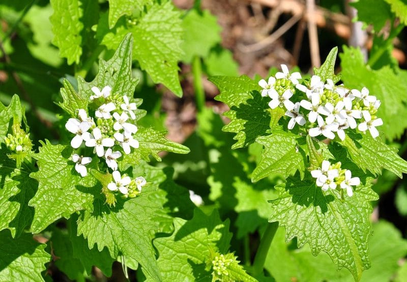 garlic mustard plants with small white flowers