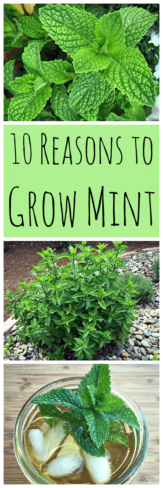 Don't be afraid to grow mint! Mint has so many wonderful uses and can be grown without fear of taking over your garden.