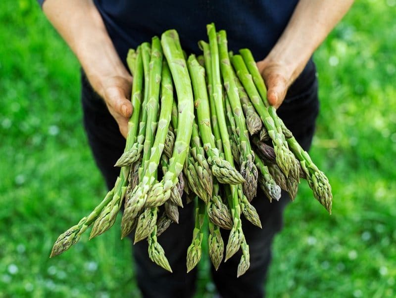 Farmer holding freshly picked green asparagus
