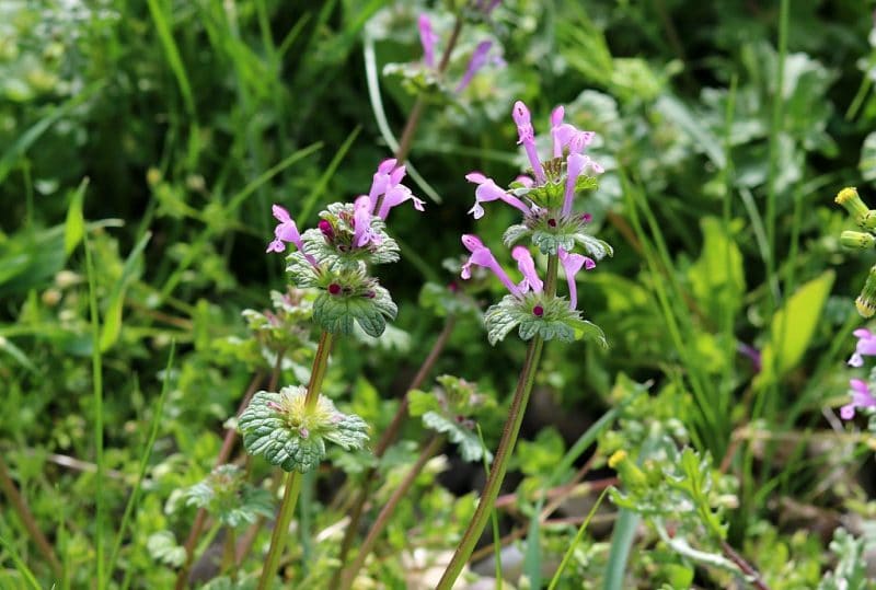 two stalks of henbit growing with small pink flowers