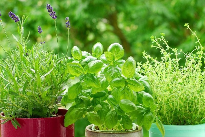 Lavender, basil, and thyme in pots