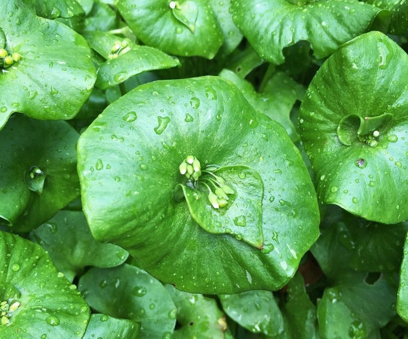 A round miner's lettuce leaf with a small white flower in the middle. 