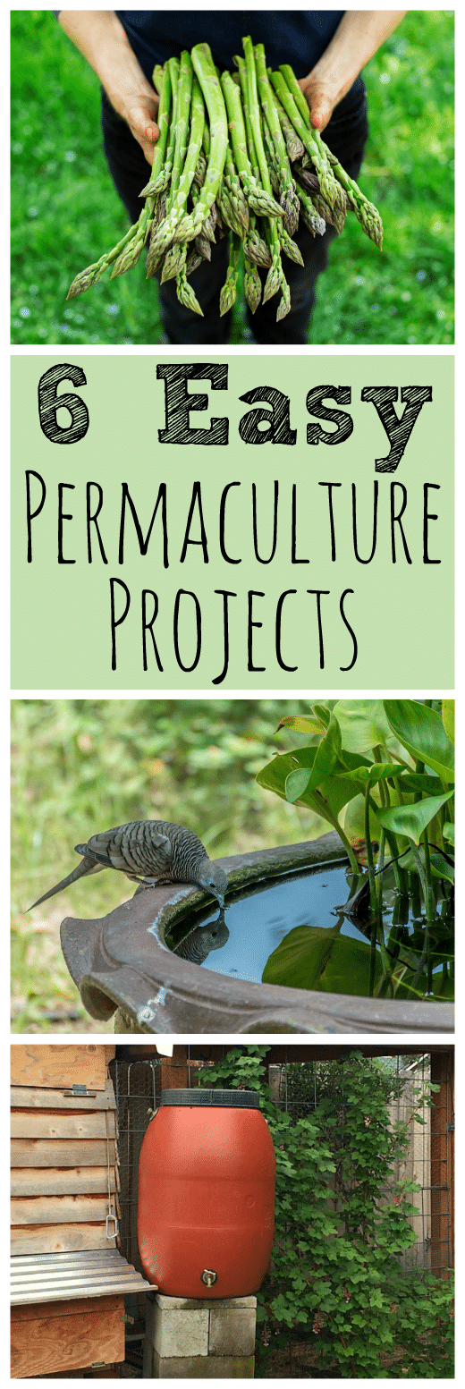 These six easy backyard permaculture projects for beginners will get you on your way to a mini permaculture paradise! #permaculture #gardening