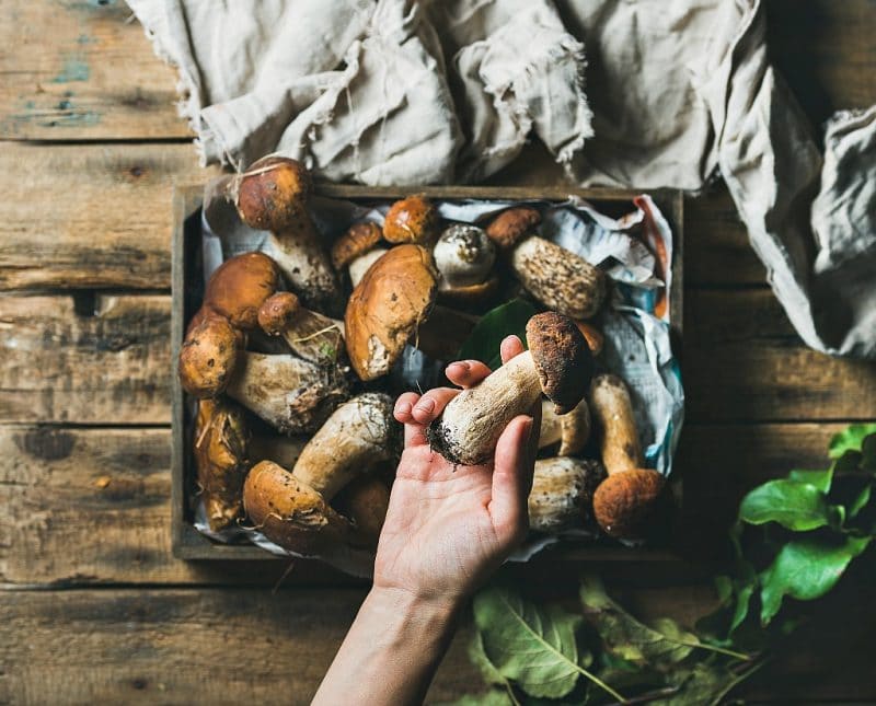 freshly harvested porcini mushrooms