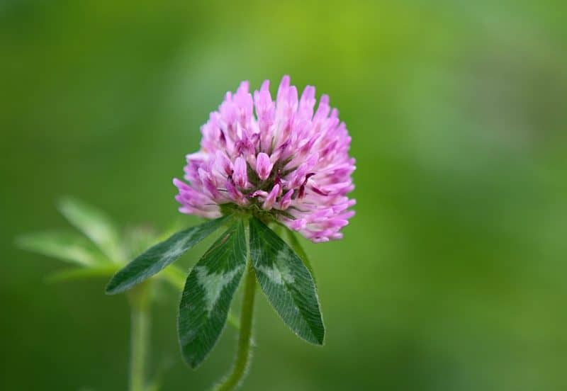 red clover blossom