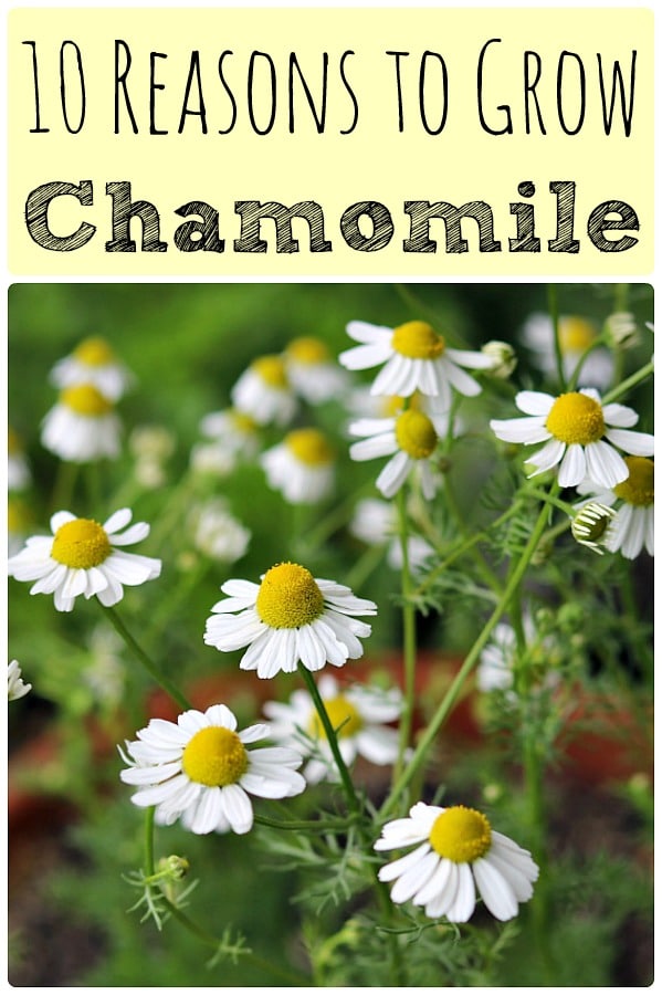Chamomile is an awesome herb with many benefits for your health and for the garden. Learn all about the different uses of chamomile flowers and tea with these ten reasons to grow chamomile. #chamomile #chamomiletea