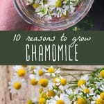 Chamomile flowers in a small jar, and fresh chamomile flowers on a wood background.