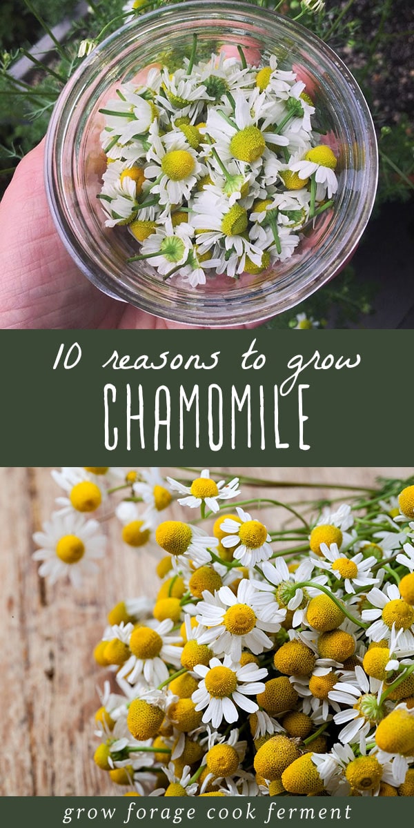 Chamomile is an awesome herb with many benefits for your health and for the garden. Learn all about the different uses of chamomile flowers and tea with these ten reasons to grow chamomile. #chamomile #herbalmedicine
