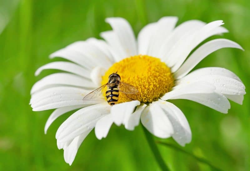 close up of a hoverfly on a chamomile flower