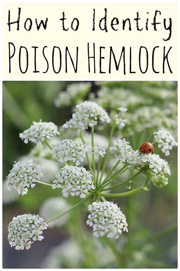 Poison hemlock is a highly toxic plant that every forager should know how to identify. Here are identification tips along with differences between poison hemlock and popular edible wild plants. #foraging #wildcrafting #poisonhemlock #hemlock